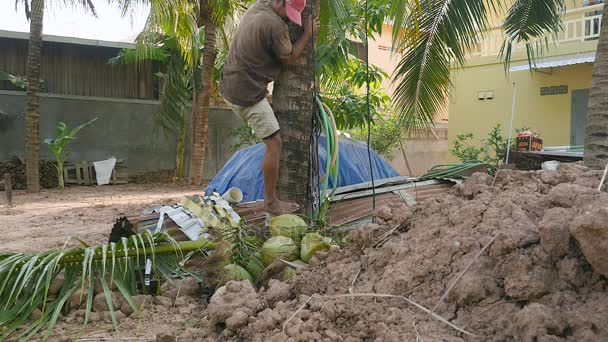 Kokosnussverkäufer klettert eine Palme hinunter und entwirrt das Seil, an dem Kokosnusssträuße gebunden sind — Stockvideo