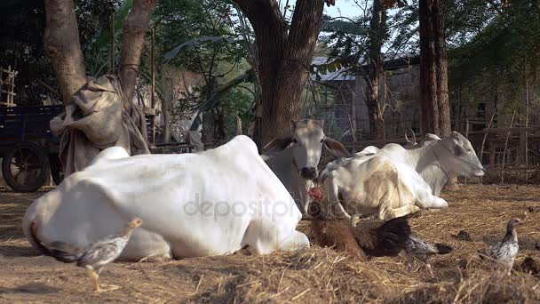 White cows lying down in a farmyard and poultry (chickens, hens and chicks) wandering or running around — Stock Video