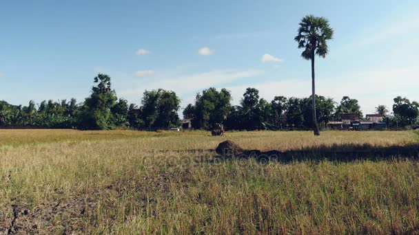 Oxen puxando um carrinho carregado com palha de arroz colhido através do campo — Vídeo de Stock