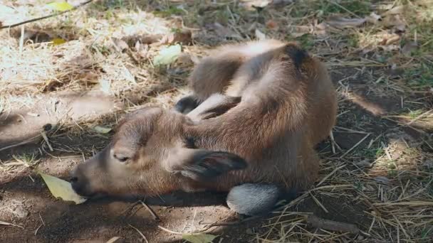 Κοντινό πλάνο του μόσχου buffalo στον ύπνο στο πλάι κάτω από τη σκιά δέντρων — Αρχείο Βίντεο