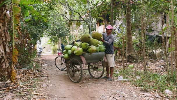 Продавец кокосов собирает фрукты и загружает их на свой велосипедный прицеп на вершине кокосовых орехов — стоковое видео