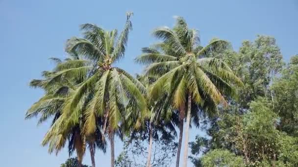 Vue du bas des cocotiers soufflant dans le vent — Video