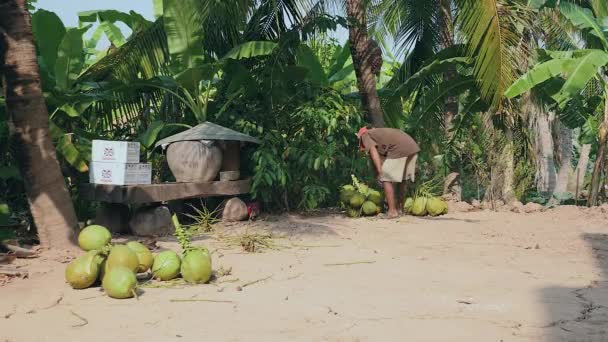 Kokos säljaren hugga stjälkar från klasar av kokosnötter med hans yxa — Stockvideo