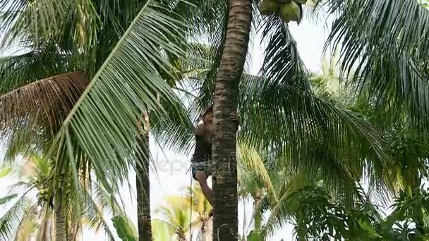 Vendedor de coco escalando uma palmeira para pegar cocos — Vídeo de Stock