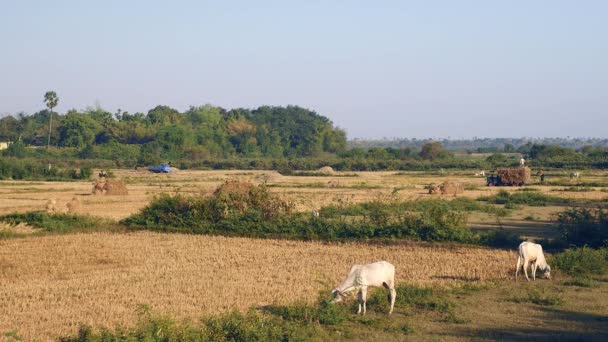 Verspreide hooibergen in gedroogde velden en witte grazende koeien. — Stockvideo