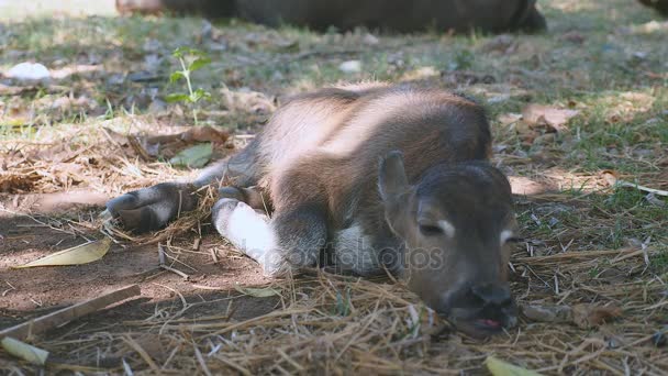 Gros plan d'un veau de buffle dormant sur le côté sous l'ombre d'un arbre — Video