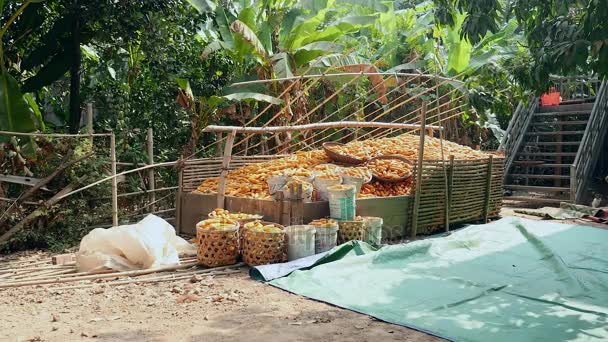 Μεγάλο φορτίο χωρίς κέλυφος καλαμποκιού στα καλάθια μπαμπού πριν από το σπίτι του αγρότη — Αρχείο Βίντεο