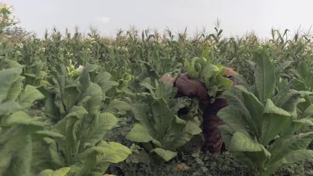 Woman farmer harvesting leaves starting on the bottom of the tobacco plant — Stock Video