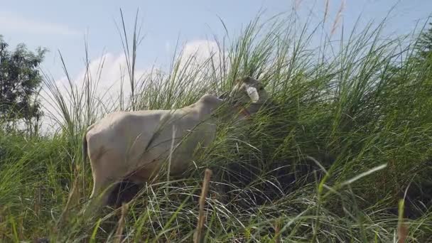 Vaca branca pastando em grama alta (close-up ) — Vídeo de Stock