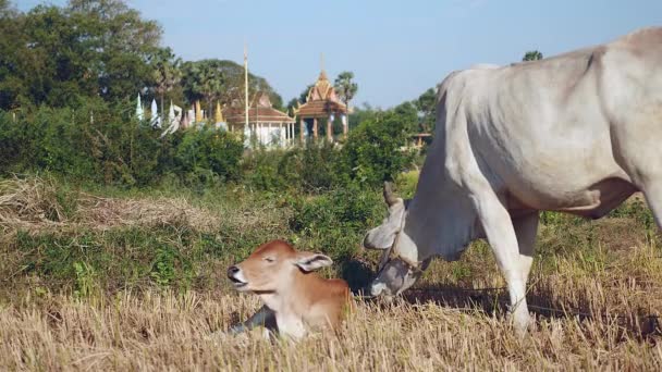 Veau brun couché à côté d'une vache blanche attachée avec une corde et paissant dans une rizière sèche 
