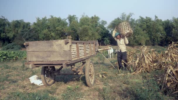 Fazendeiro descarregamento de milho colhido de cesta de bambu para carrinho de madeira na borda do campo — Vídeo de Stock