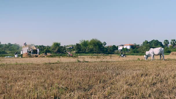 Pascolo delle vacche in un campo asciutto e trebbiatura degli agricoltori riso con una macchina (time lapse ) — Video Stock