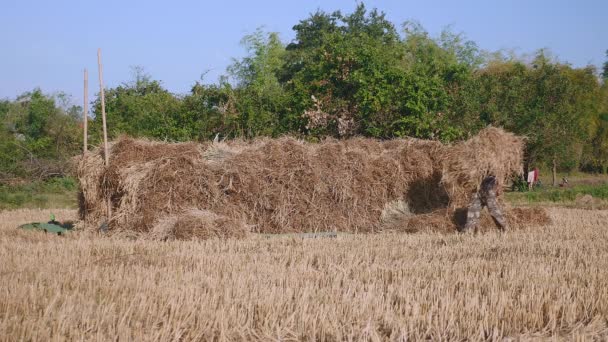 Фермеры укладывают тюки сена в сушеные поля — стоковое видео