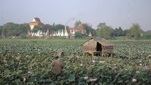 Farmer walking through a lotus field and picking lotus flowers ; Pagoda as backdrop — Stock Video