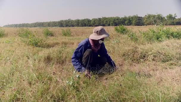 Фермер с помощью серпа для стрижки травы (крупный план) ) — стоковое видео