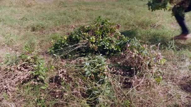 Cerca de un granjero haciendo racimo de plantas de cacahuete y cargando sobre sus hombros — Vídeos de Stock