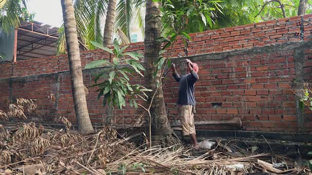Продавець кокосових гойдалок піднімається на пальму, щоб вибрати кокоси — стокове відео