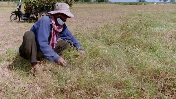Fermier utilisant une faucille pour la coupe de l'herbe (gros plan ) — Video