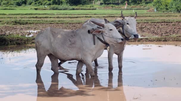 Close-up of plough cattle for rice paddy field — Stock Video