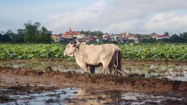 Vista lateral del ganado arado para arrozal de arroz antes del campo de loto — Vídeos de Stock