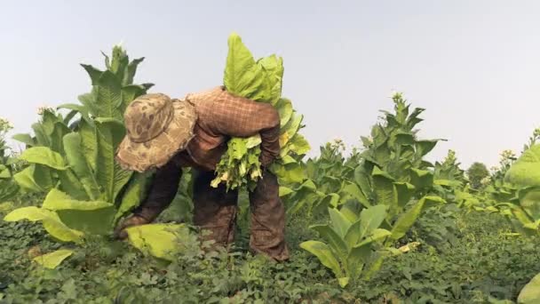 Donna contadina che raccoglie foglie a partire dal fondo della pianta del tabacco; foglie raccolte messe sotto braccio — Video Stock