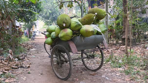 Kokos leverantörens Cykelkärra laddad med klasar av kokosnötter och jack frukt ovanpå det bredvid ett land med fruktträd (närbild) — Stockvideo