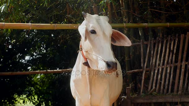 Vista frontal de cerca de una novilla blanca (vaca joven) de pie en el corral atada con cuerda — Vídeos de Stock