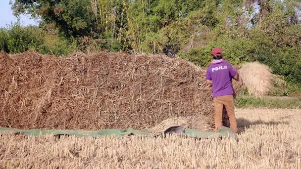 Фермеры укладывают тюки сена в сушеные поля — стоковое видео