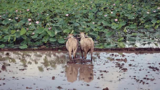 Вспахать скот для рисового поля перед полем лотоса — стоковое видео