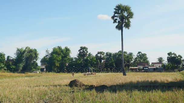 Фермер катается на тележке с быком для загрузки рисовой соломы на рисовом поле — стоковое видео