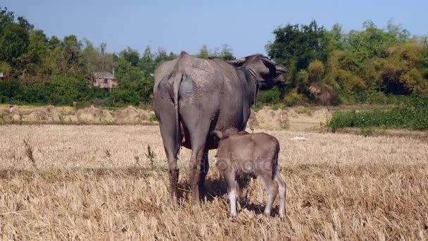 Widok na bawoły wodne i buffalo cielę stojący obok siebie w suchym pola ryżowego z tyłu — Wideo stockowe