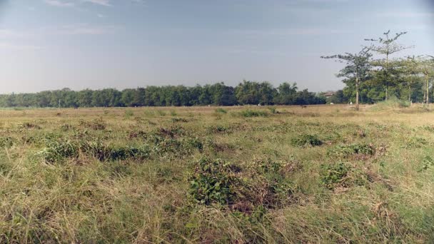 Harvested peanuts plants on the ground in a field — Stock Video