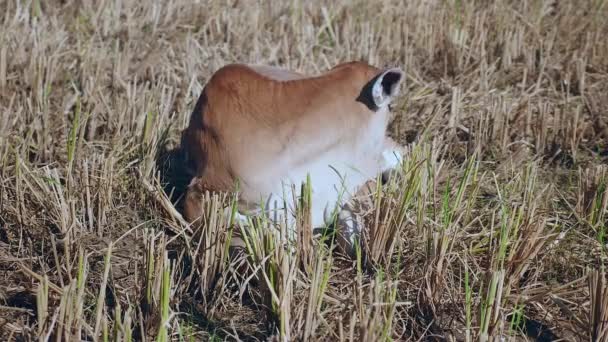 Extremo close-up em um bezerro marrom deitado e lambendo-se em um campo de arroz seco — Vídeo de Stock