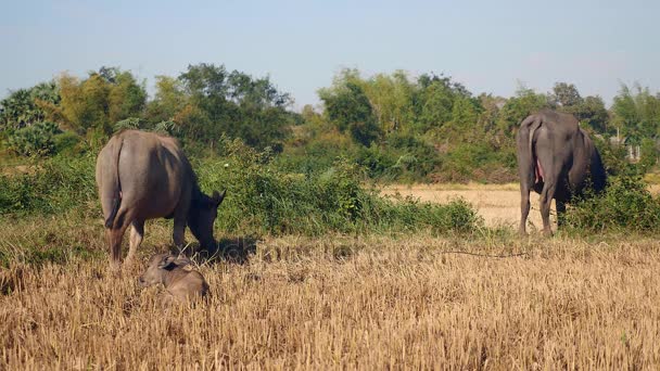 Водяные буйволы, связанные спелыми пастбищами в поле, и теленок-буйвол, стоящий рядом с ним — стоковое видео