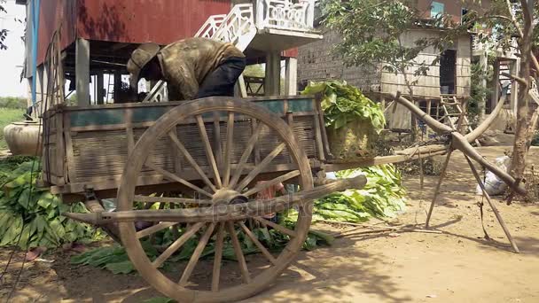 Farmer in piedi sul suo carrello di legno e prendendo foglie di tabacco raccolte dal suo carrello di legno — Video Stock