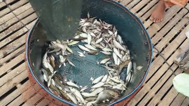Petits poissons fraîchement pêchés mis dans un bassin métallique et triés selon leur taille (gros plan ) — Video