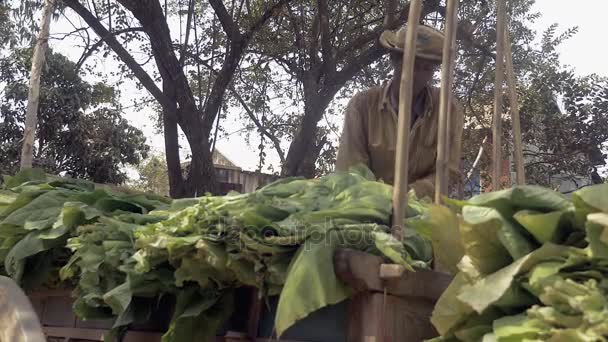 Fazendeiro de pé em seu carrinho de madeira e tirando folhas de tabaco colhidas de seu carrinho de madeira — Vídeo de Stock