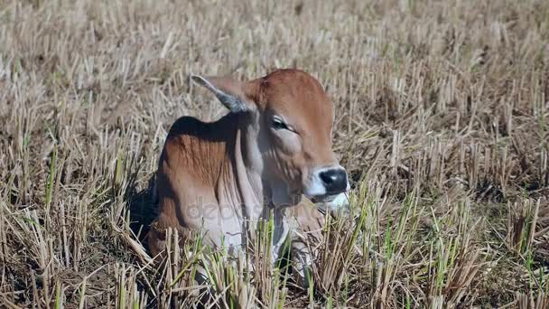 Extreme Nahaufnahme auf einem braunen Kalb, das in einem trockenen Reisfeld liegt — Stockvideo