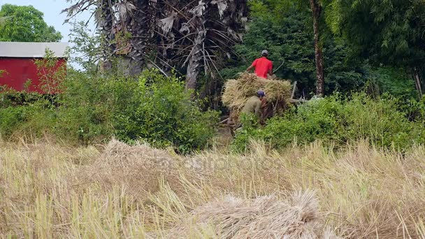 Agricultor montando un carro de bueyes llevando paja de arroz fuera de un campo — Vídeo de stock