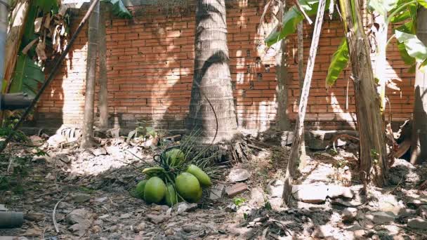 Bunch of coconuts brought down safely from a palm tree to the ground using a rope — Stock Video