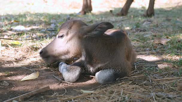 Primer plano de un ternero de búfalo durmiendo en su lado bajo sombra de árbol — Vídeos de Stock