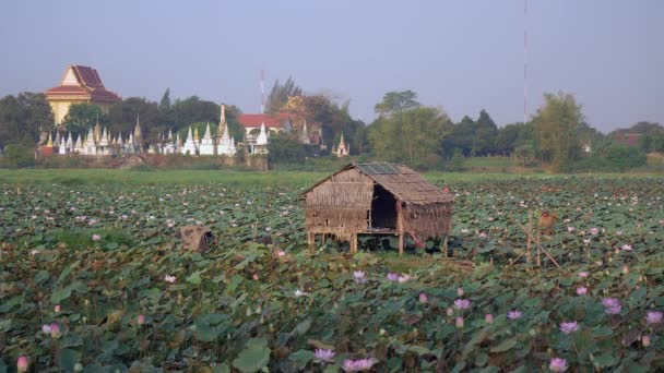 Viljelijä kävelee lootuspellon läpi ja poimii tuoreita siemenpalkoja (Nelumbo Nucifera) Pagoda taustana — kuvapankkivideo