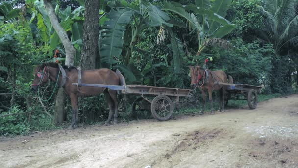 Quelques chariots à cheval vides qui attendent sur le bord d'une route de chemin rural — Video