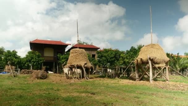 Cows standing under stilt haystacks in a typical southeast Asian village with wooden stilt houses — Stock Video