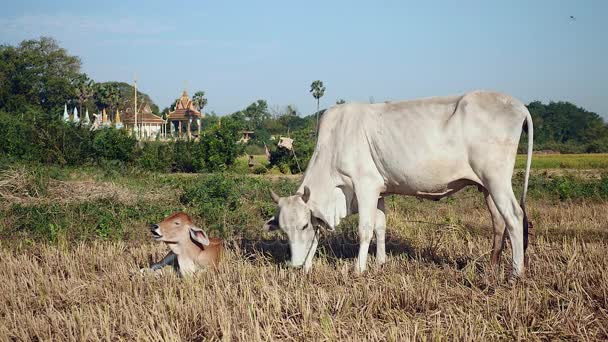 Veau brun couché à côté d'une vache blanche attachée avec une corde et paissant dans une rizière sèche 