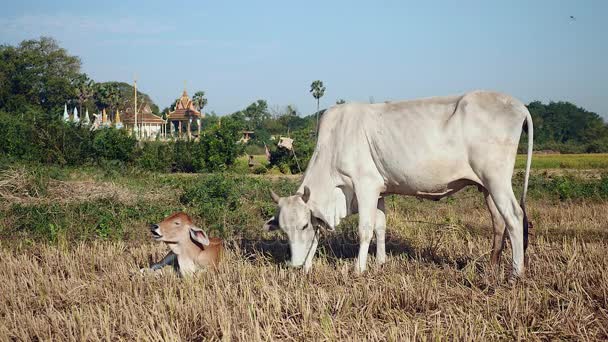 Brown calf lying down next to a white cow tied up with rope and grazing in a dry paddy field — Stock Video