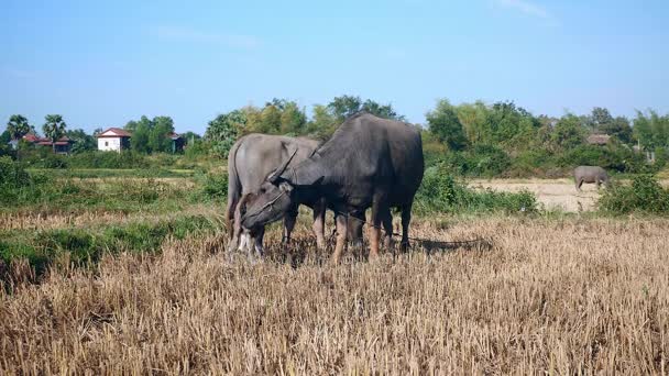 Водяные буйволы, привязанные веревкой к полю, и теленок, стоящий рядом с ним — стоковое видео