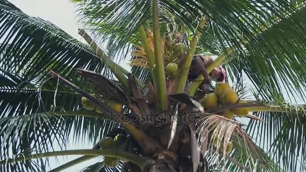 Kokosový prodávající v horní části palmy snížení banda kokosy svázala s lanem — Stock video