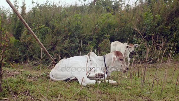 White calves in wild grass field — Stok video