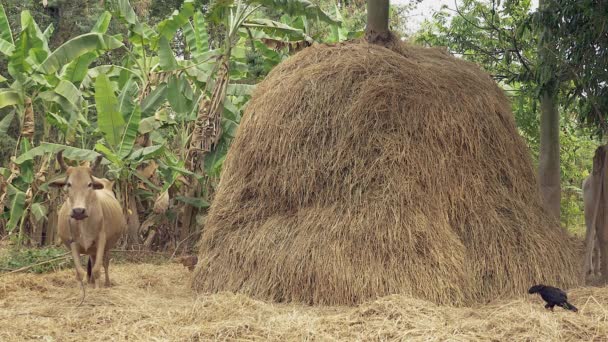 Vache brune enceinte debout à côté d'une botte de foin dans une parcelle agricole — Video